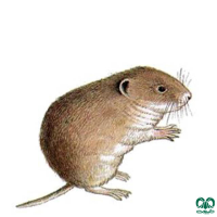 گونه ول معمولی Common Vole